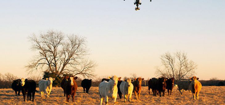 Cover Image for Thermal Vision, Drone and Livestock